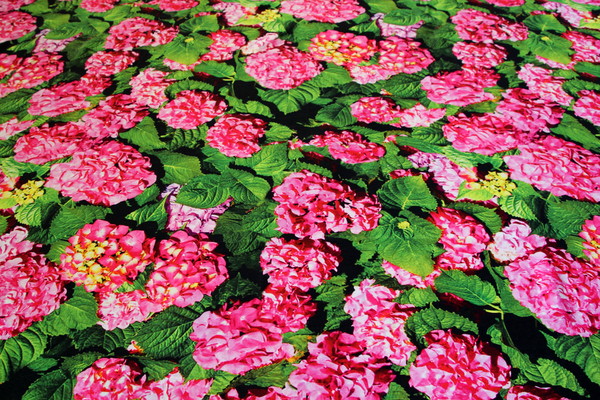 Pink Hydrangeas Digital Printed Rayon/Viscose Blend New Image