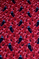 Tui - In Bloom Premium Cotton