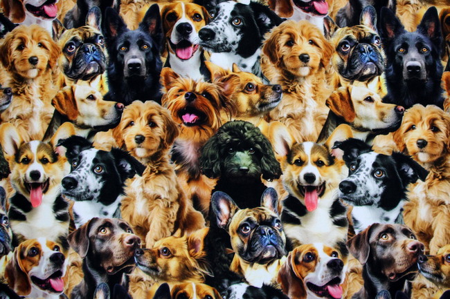 Furry Fun Crowded Dogs Premium Printed Cotton