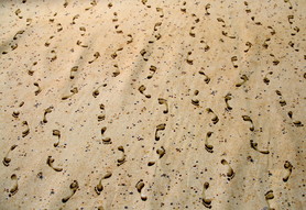 Footsteps in the Sand Printed Cotton