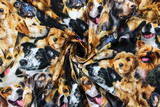 Furry Fun Crowded Dogs Premium Printed Cotton