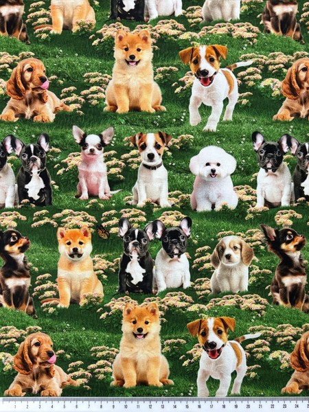 Furry Fun Puppies in The Garden