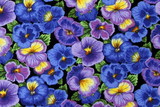 Purple Tone Pansy's on Black Premium Printed Cotton