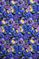 Purple Tone Pansy's on Black Premium Printed Cotton