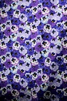 Pansy - Summer Days Premium Printed Cotton
