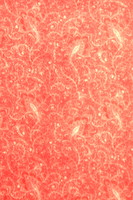 Guava Paisley Printed Cotton - Extra Wide